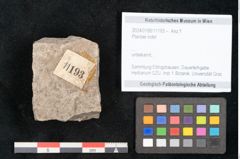 Foto (Objekt + Etikett) von Plantae indet.  (NHMW-GEO-2024-0188-11193)